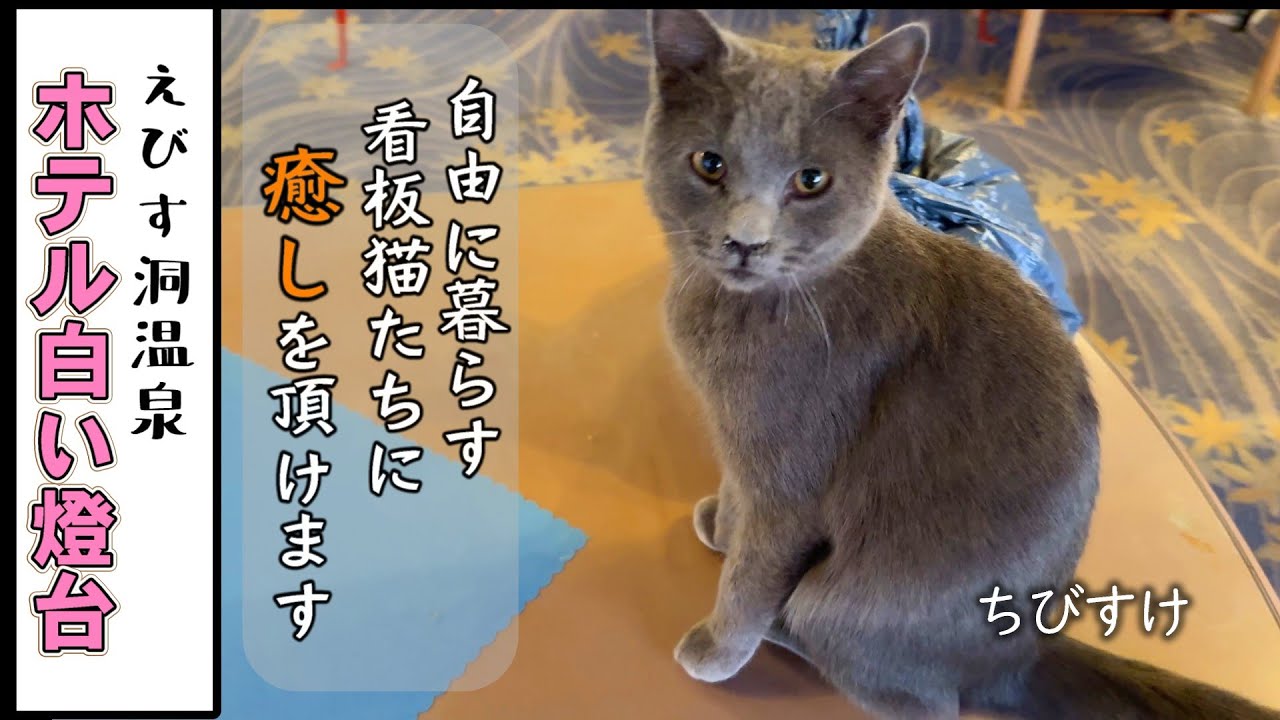 【看板猫たちが暮らす宿】徳島の猫が自由に過ごすホテルで猫まみれになりませんか？／えびす洞温泉 ホテル白い燈台／／Tokushima-Cat Hotel WhiteLight House