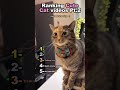 Ranking cute cat videos pt.2 😸  #cat #cutecat #cute #shorts