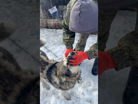 Радостные почемухи😂🥰🌲😍🐕 #сибирь #животные #лесной #природа #тайга #зима #охота #пес #винтик