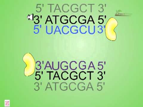 Video: Antisense Oligonukleotidinriktning CD39 Förbättrar T-tumörens Immunitet Mot Tumörer