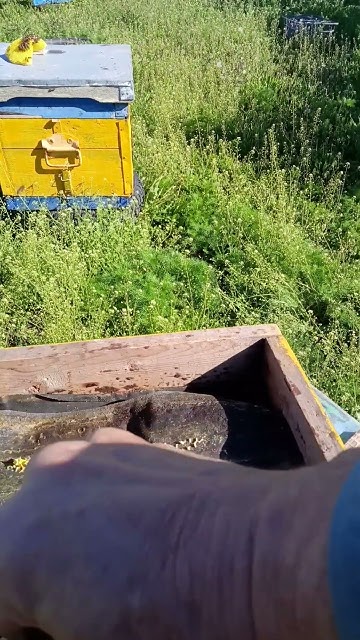 Трутневый расплод. # пчелы - YouTube