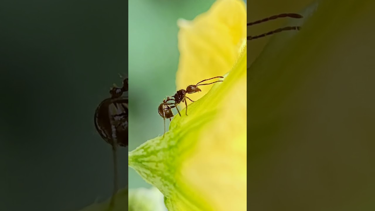 Nikon L810 Macro lens for Phone 🔥 