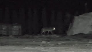 Great Vocalization By Coyotes Up Close