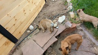 Daily Frenchie Dose June 3, 2024  New House, New Back Yard!