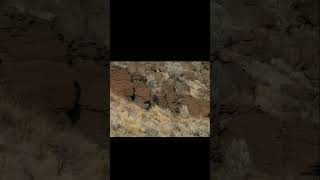 Find water in the desert - look at the vegetation #desert #desertlife #desertplants