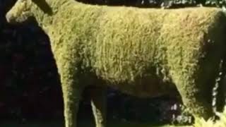Moss Cow Moscow Song Meme