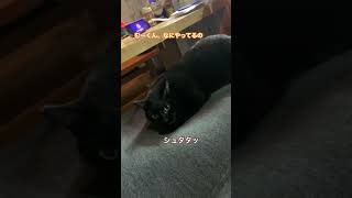一歳黒猫むーくん、ホリホリしてサササッとして、バビューンと発射 #黒猫