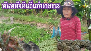 หันหลังเมืองกรุง||กลับคืนถิ่นทำเกษตรผสมผสาน||ปลูกผักขายส่งตลาดนัด#เกษตรอินทรีย์