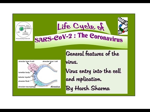 Life cycle of