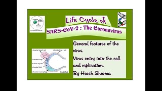 Life cycle of the SARS-CoV-2:  Coronavirus causing COVID-19. Cell entry +  replication by the virus