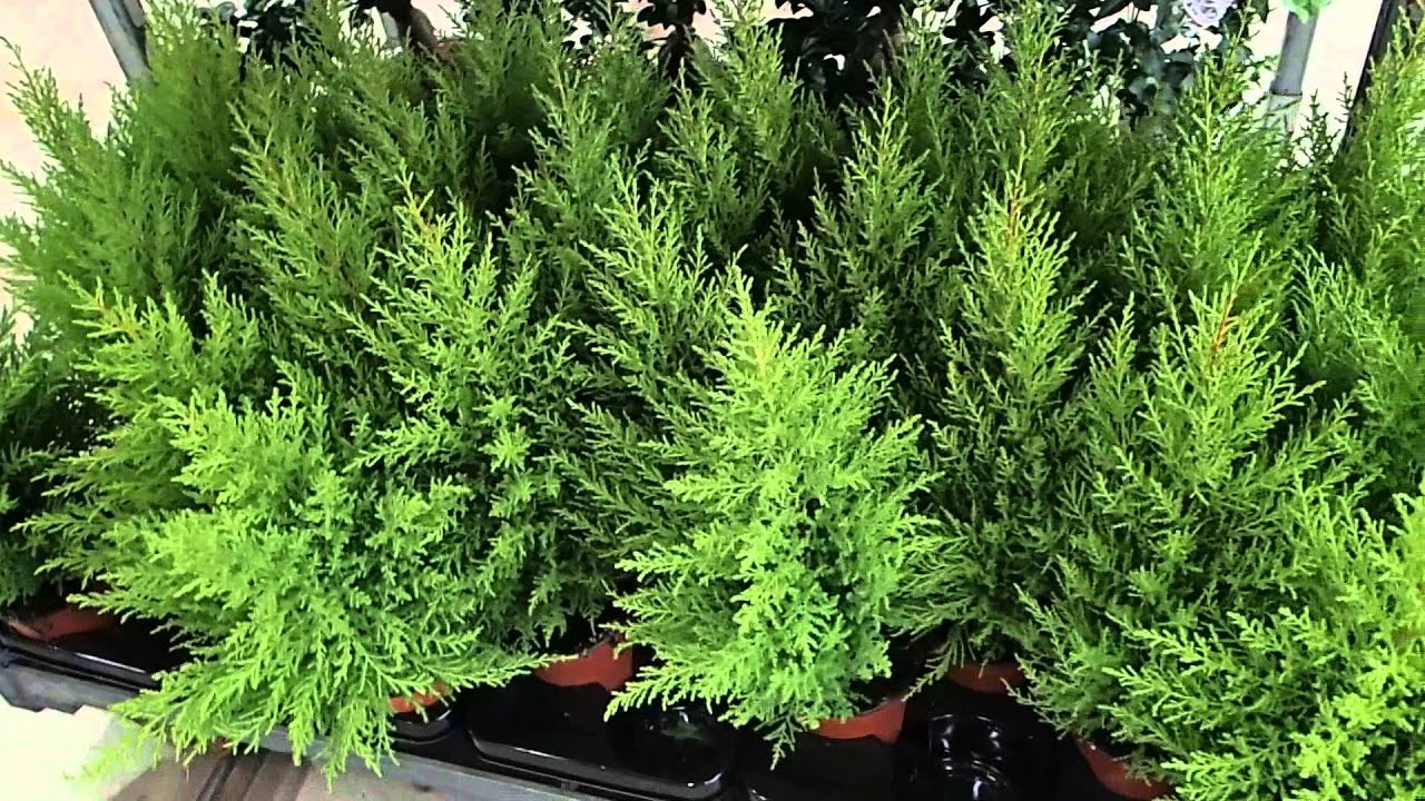 Cupressus Goldcrest Cupressus Goldcrest