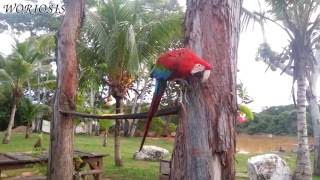 Красный ара / Scarlet macaw / Ara macao Красный ара / Scarlet macaw / Ara macao