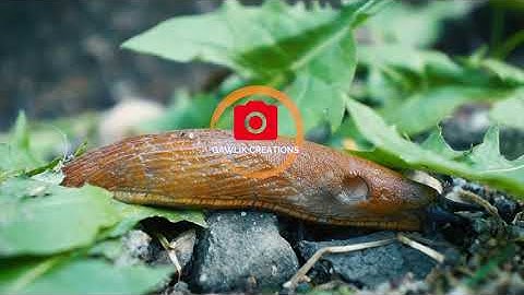 Snail without a shell slowly passing by 4K - Stock Cinematic Video