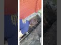 Треснул дом . кирпичный казачка. Устраняем трещины, что делать если треснул дом?????