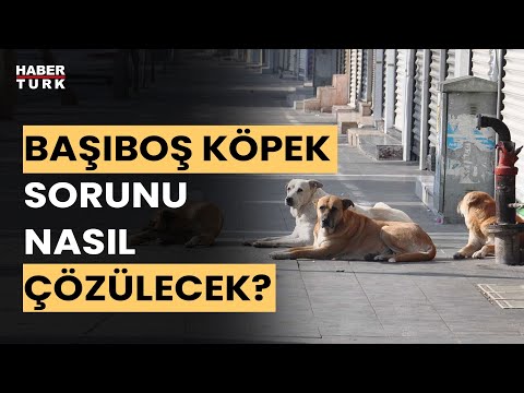 Başıboş köpek sorunu çözülecek mi? Ali Muştu ve Sevilay Yılman yanıtladı