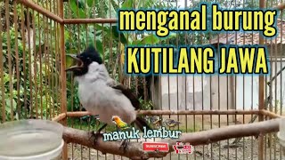 BURUNG KUTILANG JAWA || pembahasan