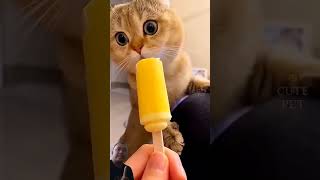 look at this cute kitten elvaro story #shortvideo #viral #animals