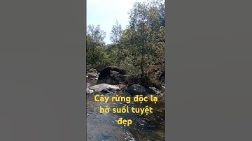 Cây rừng độc lạ bờ suối tuyệt đẹp.l Sinh Tồn Tây Nguyên.
