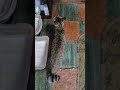 おかえりなさい✨ウリ太郎❕️6月5日金曜日❕️ #cat #元気になる動画 #元気お届け #好きな子猫 #保護猫 #子ネコ #cute #猫のいる暮らし