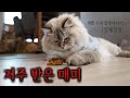 귀신 씌인 매미를 잡았나 봐요 계속 이상한 일이 일어나요ㅠㅠ 실제로 폰 깨지고 눈병 나고 귀신 씌인 매미를 잡았나 봐요 계속 이상한 일이 일어나요ㅠㅠ 실제로 폰 깨지고 눈병 나고