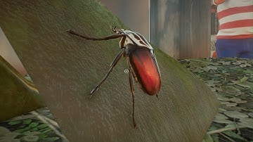 Planet Zoo: Goliath Beetle