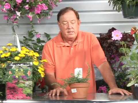 Video: Trailing Rosemary Plant Info: Growing Creeping Rosemary Grondbedekking