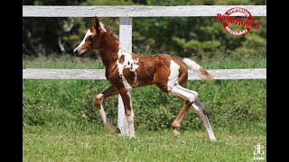 JJ TURQUESA DO GARDEN - HOMOZIGOTA (JJ OURO-DEZOITO DO GARDEN X ODISSÉIA R.M. (POR XINGU JB)