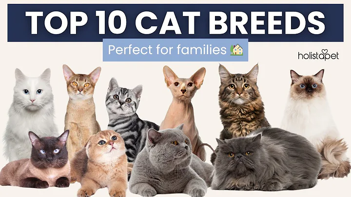 Video 10036651: turkish angora playing, siamese playing, pet cat breed, cat breeds perfect, cat home breed, best cat breeds