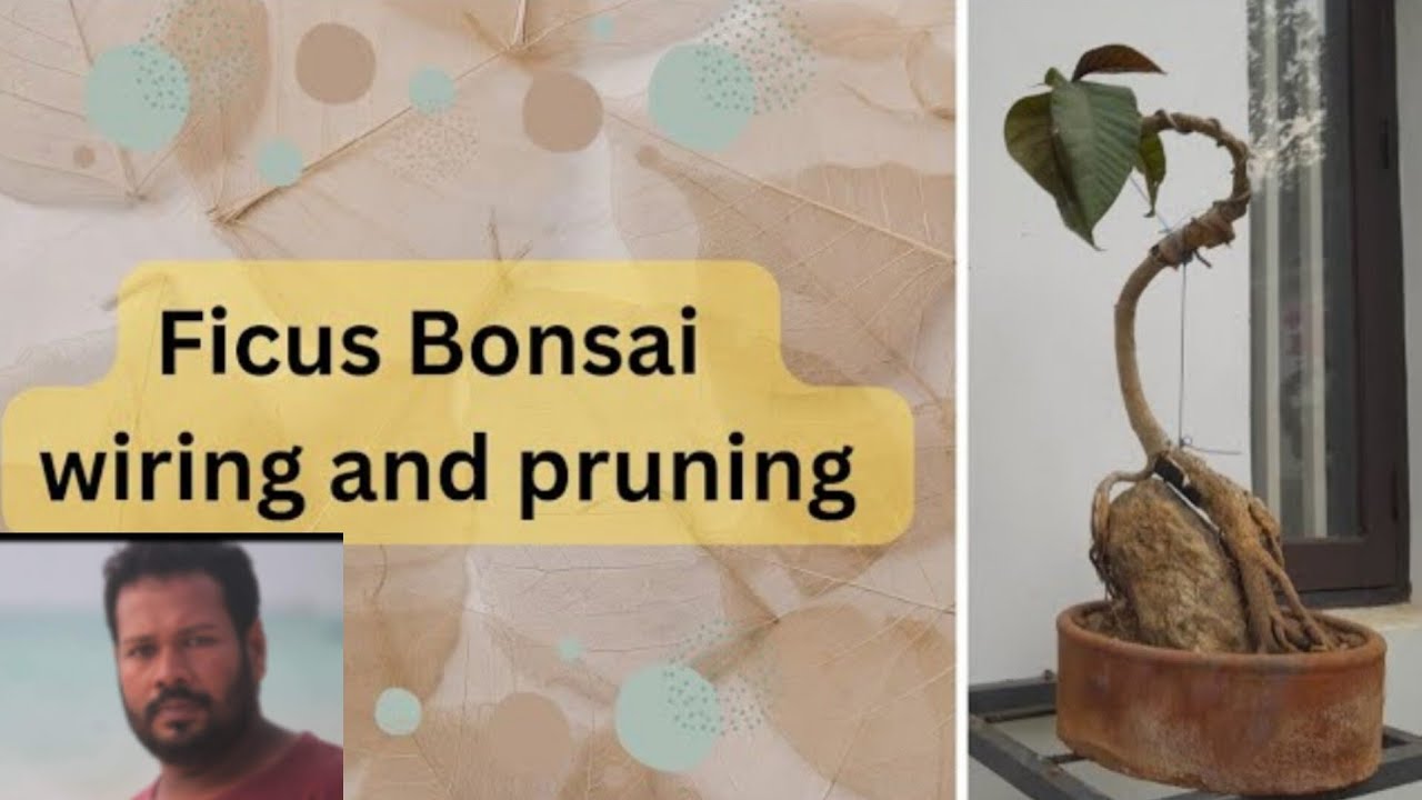 Ficus bonsai for beginners wiring and pruning ficus bonsai