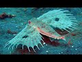 Flying gurnard with ability to walk on sandy oceans