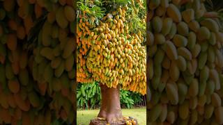 Grafting mangoes in Aloe Vera yields a lot of fruit at home #shots screenshot 5