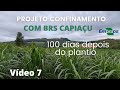 BRS Capiaçu depois de 100 dias de plantado - Vídeo 7