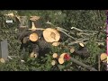 Нерівна битва: забудовники проти дерев - Ранок з Інтером