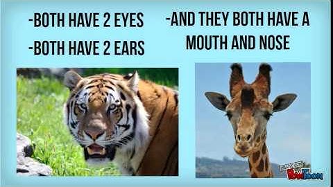 Animal Similarities and Differences