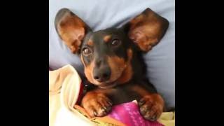 Oakley the Dachshund Goes Back to School, Misses Bus!