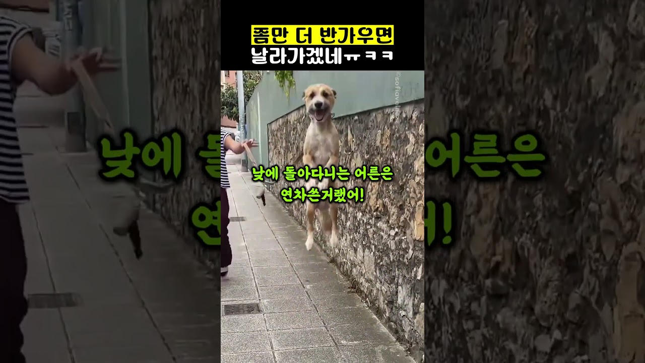 좀만 더 반가우면 날라가겠네ㅠㅋㅋ