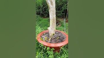 cây bằng lăng ghép tường vi huyết long - Zalo 0933448644