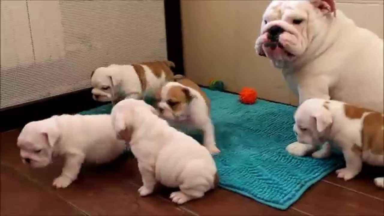 Щенки питомника www.sentiller.ru 38 дней