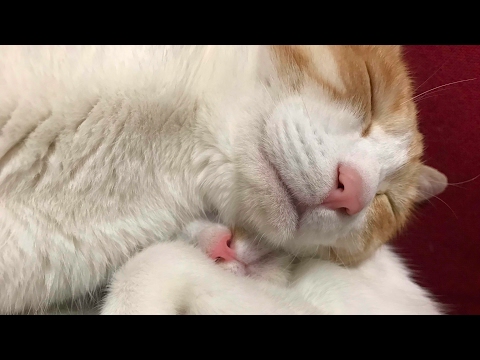 【かわいい！】爪の手入れをする猫と喉を鳴らす子猫