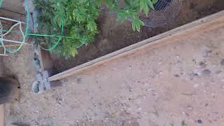 BUDSHOT - Outdoor Arizona Cannabis Week 5 Flower