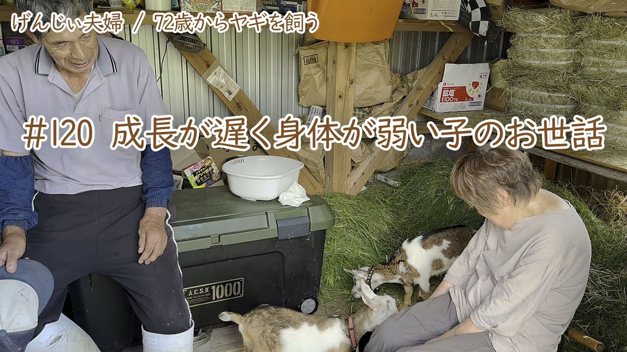 【78歳ヤギ飼い#3】成長が遅く身体が弱い子ヤギのお世話「72歳からの楽しいシニアライフ#120」