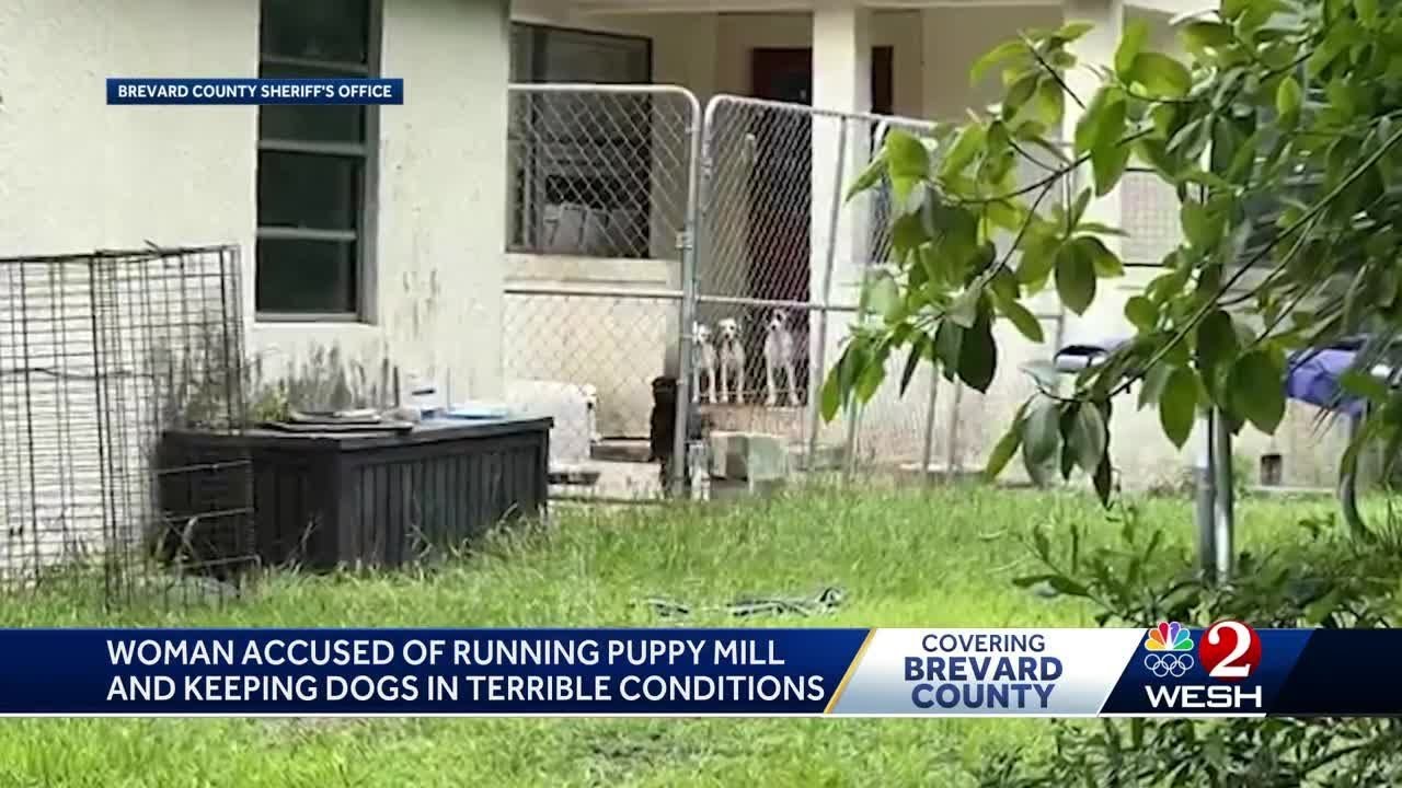 Woman accused of running puppy mill in Brevard County faces over 70 ...