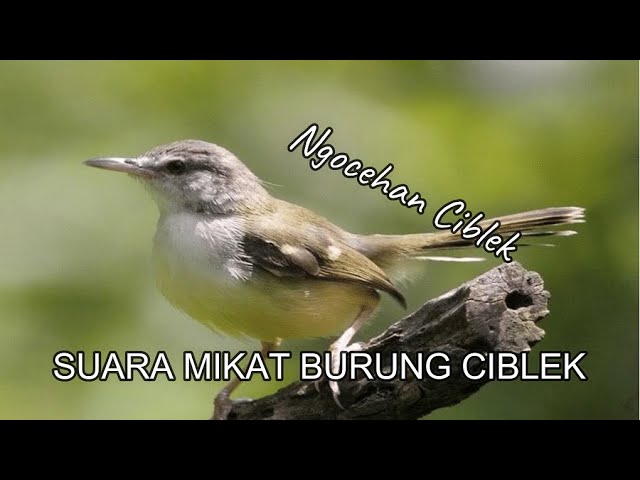 DIJAMIN DATANG...!!! SUARA BURUNG CIBLEK COCOK UNTUK MIKAT atau PIKAT class=