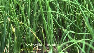 Onion cultivation in Lasalgaon - Asia's largest market for onions