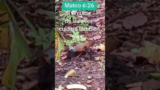 El hace brotar alimento