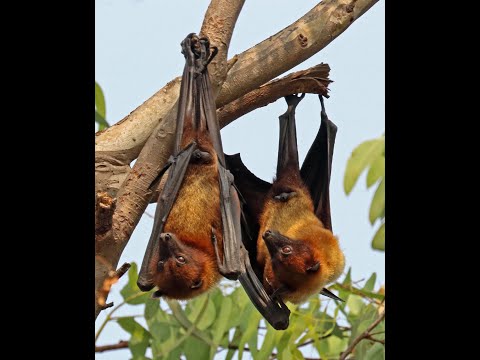 The Mysterious Life Cycle Of Bats Uncovered Animal Nature Bat 