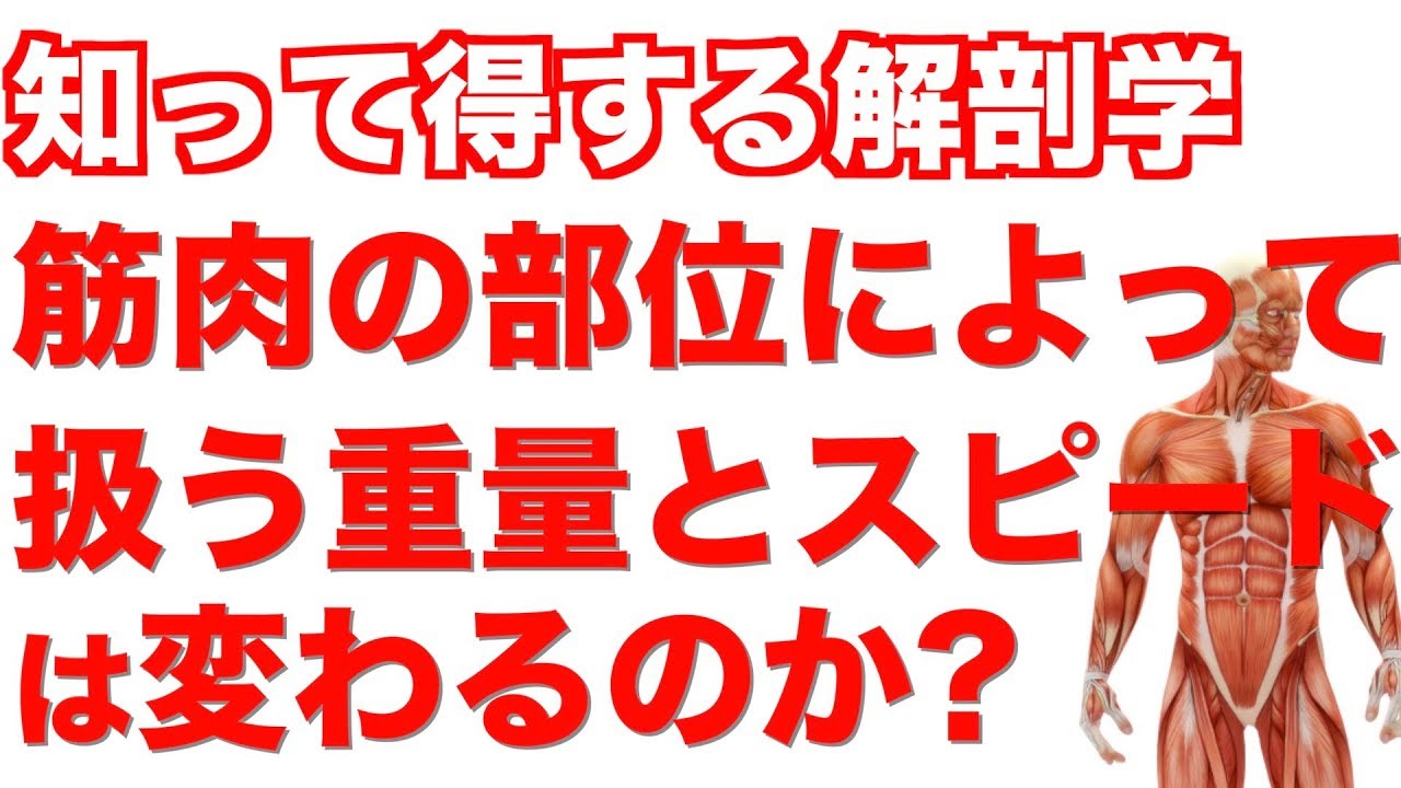 【知って得する解剖学!】筋肉の種類別解説。重量・スピード・回数は部位によって変わる?!