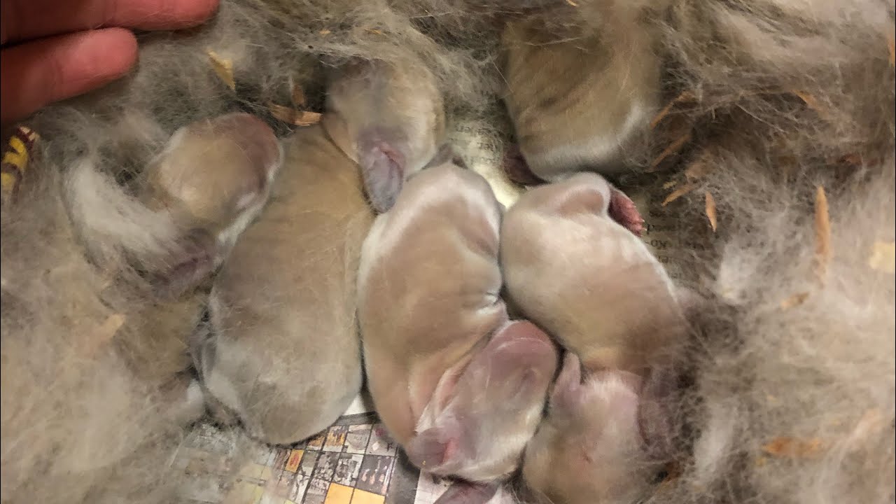 Surrendered Rabbit and Kits - Operation Rescue Rabbits! - YouTube