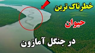 آیا حاضر هستید به آمازون سفر کنید ؟ - 10 موجود خطرناک که در آمازون زندگی می کنند | JABEYE ASRAR