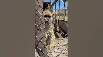 IFISI ZOO Mbeya City Tanzania Africancity Nature Travel 